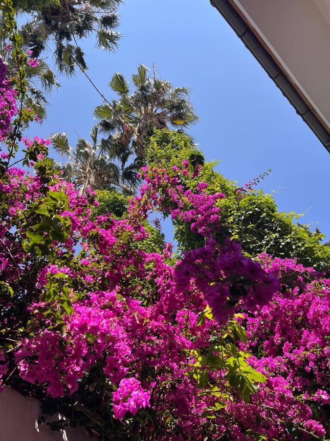 Palma Rosa Hotel Camyuva Exterior foto
